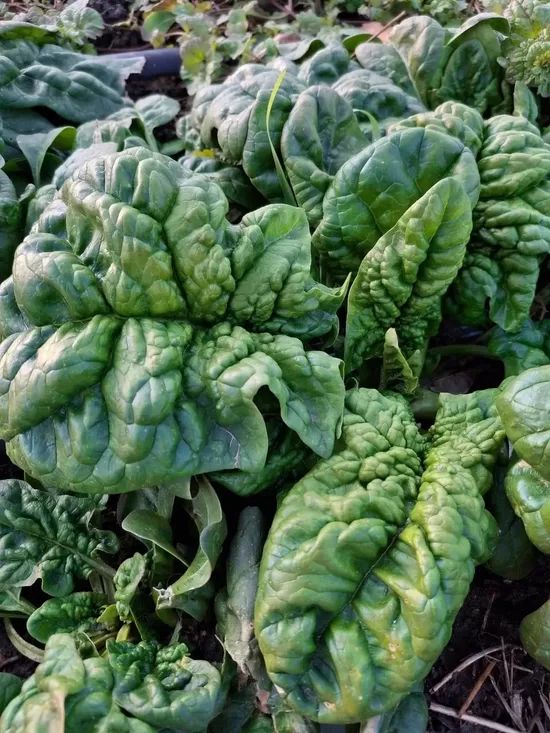 Spinach 'Merlo Nero' (Spinacia oleracea) 5g